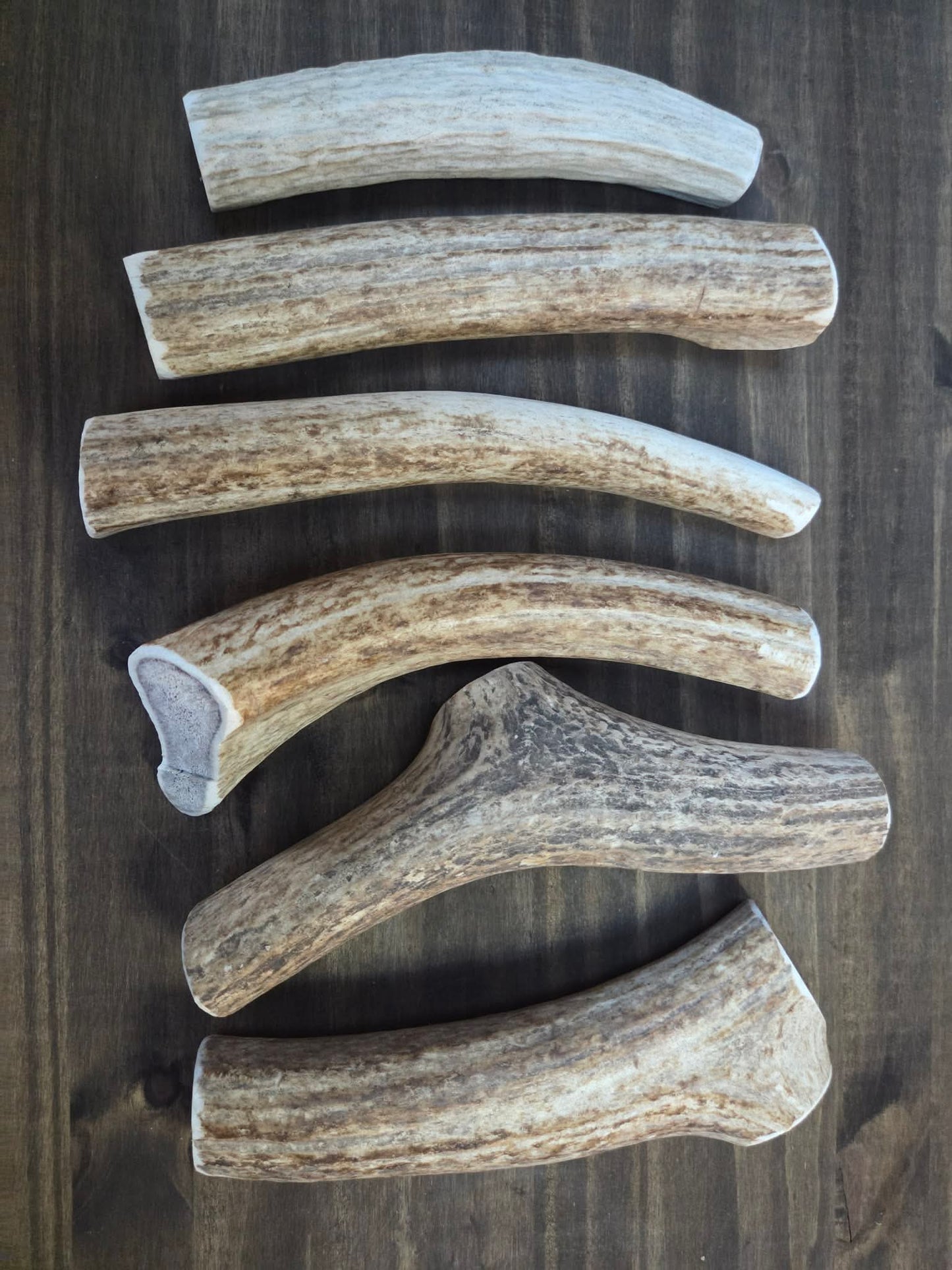 Wyoming Elk Antler Dog Chews – Naturally Shed & Hand-Prepared